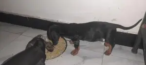 Dachshund Puppies