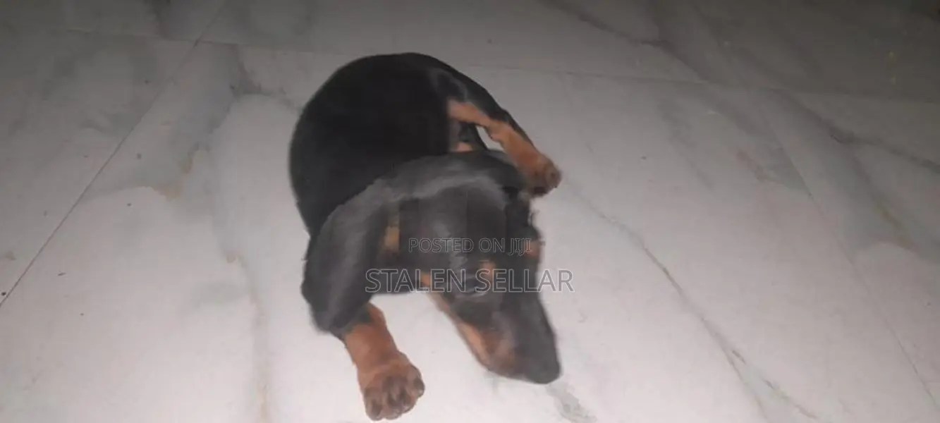 Dachshund Puppies
