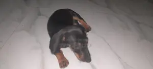Dachshund Puppies