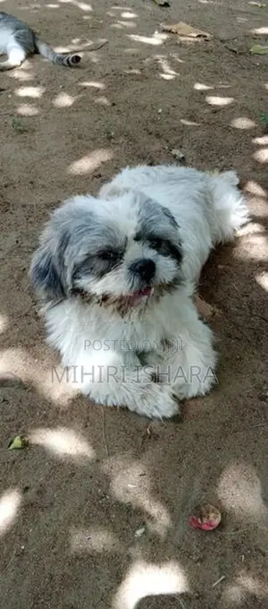 Shih Tzu Male Puppy