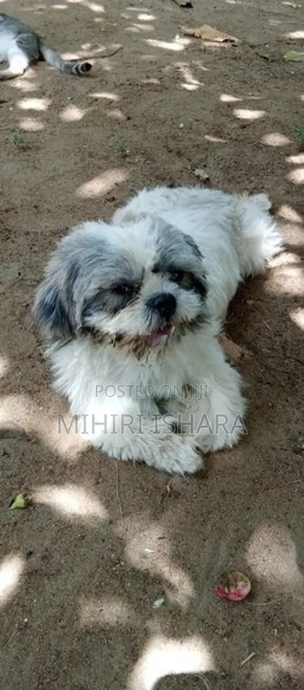 Shih Tzu Male Puppy