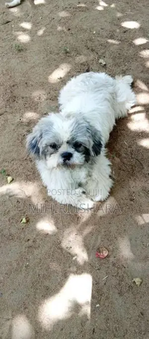 Shih Tzu Male Puppy