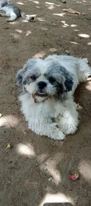 Shih Tzu Male Puppy