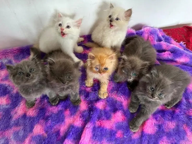 Persian Kittens