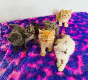 Persian Kittens