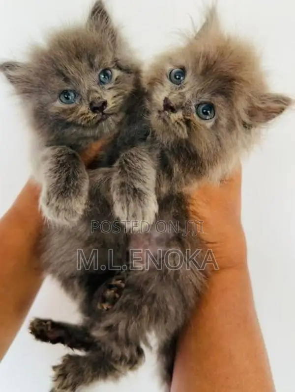 Persian Kittens