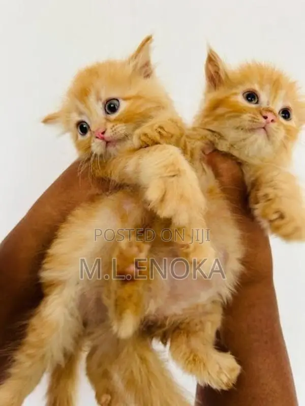 Persian Kittens