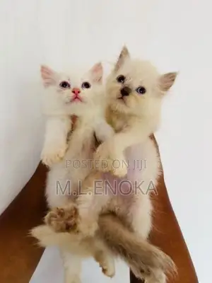 Persian Kittens