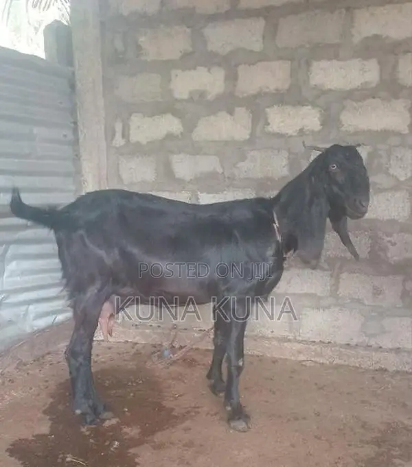 Farm Goat