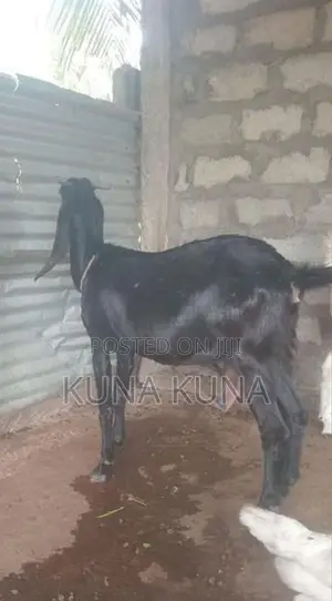 Farm Goat