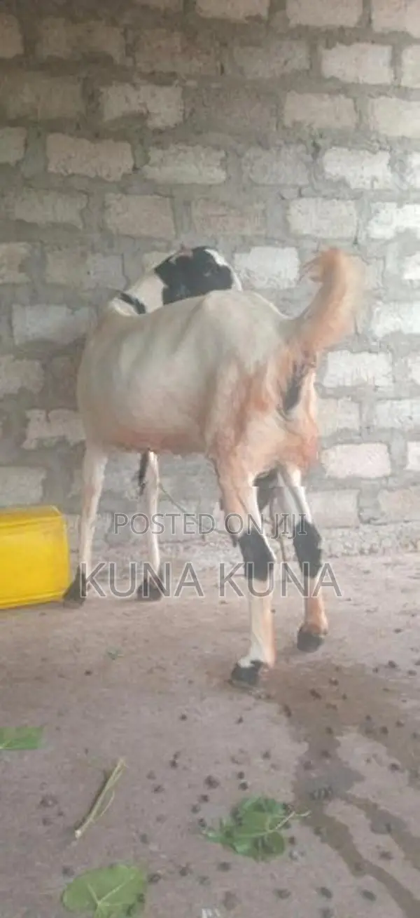 Farm Goat
