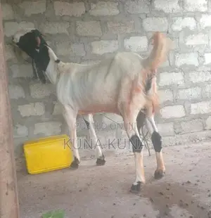 Farm Goat
