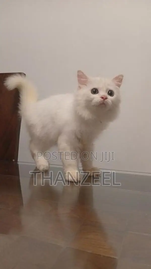 Persian Kitten