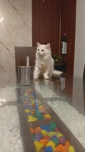 Persian Kitten