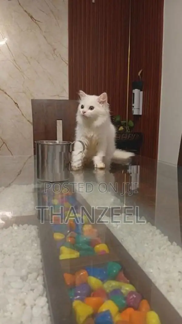 Persian Kitten
