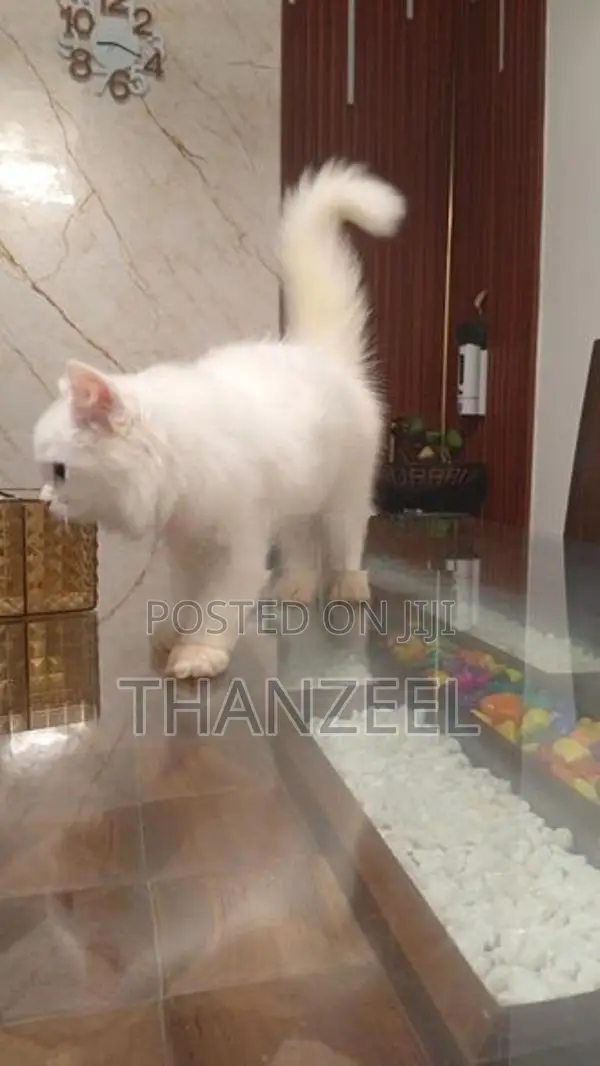 Persian Kitten