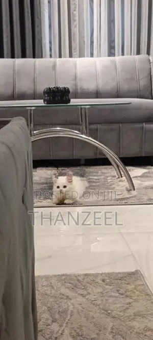 Persian Kitten