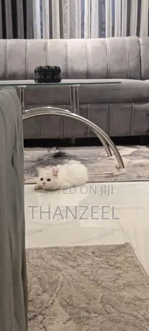 Persian Kitten