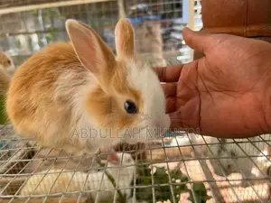 Rabbits