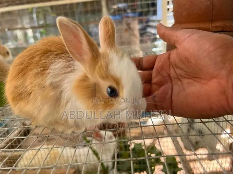 Rabbits