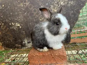 Rabbits