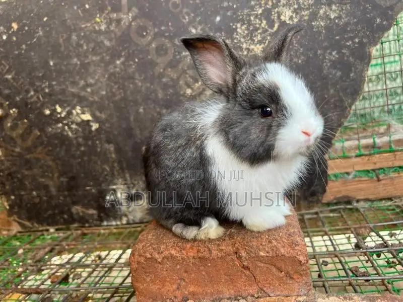 Rabbits