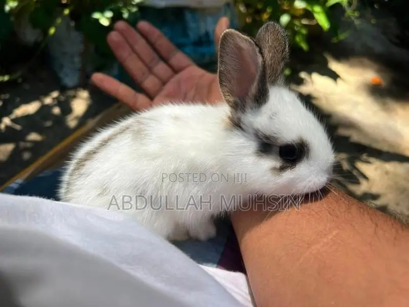 Rabbits