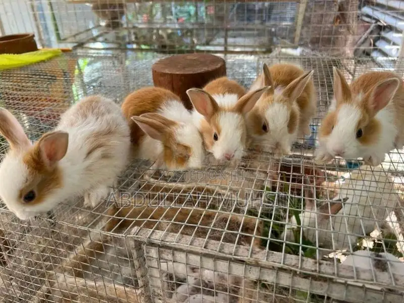 Rabbits