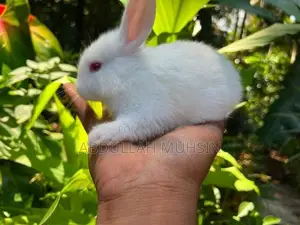 Rabbits
