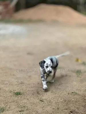 Dalmatian Puppies