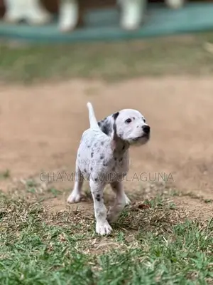 Dalmatian Puppies