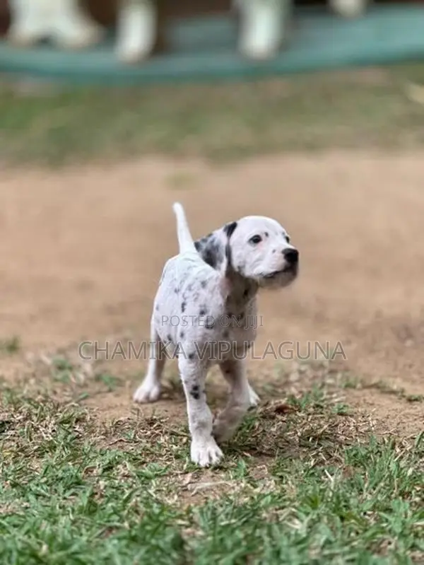 Dalmatian Puppies