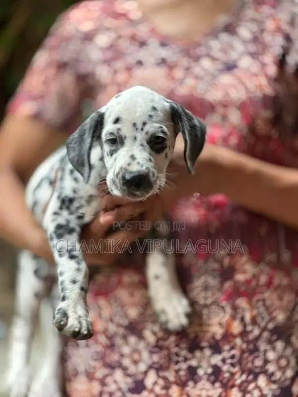 Dalmatian Puppies