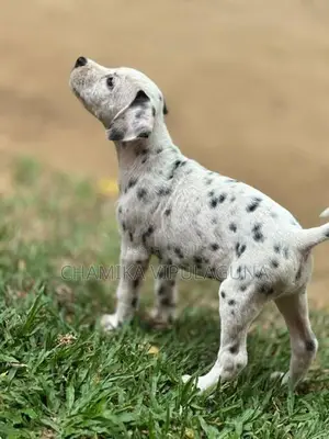 Dalmatian Puppies