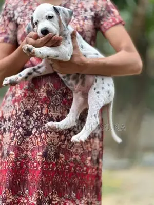 Dalmatian Puppies
