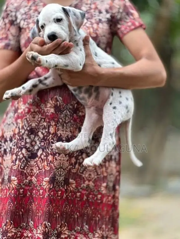 Dalmatian Puppies