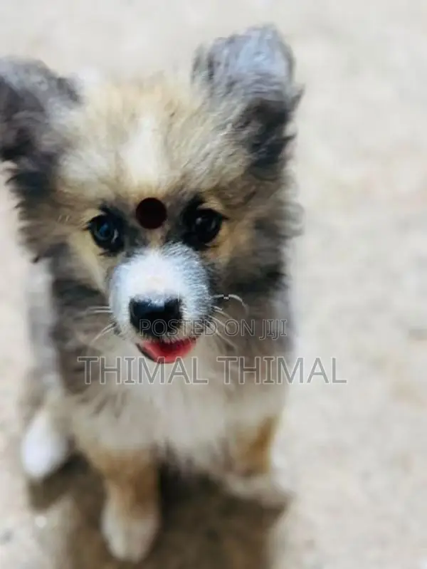 Lion Shepherd Mix Puppy