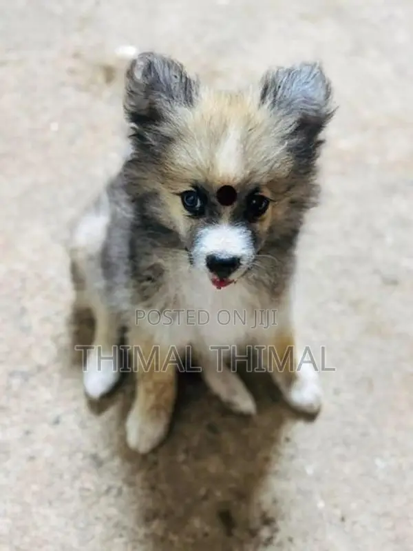 Lion Shepherd Mix Puppy