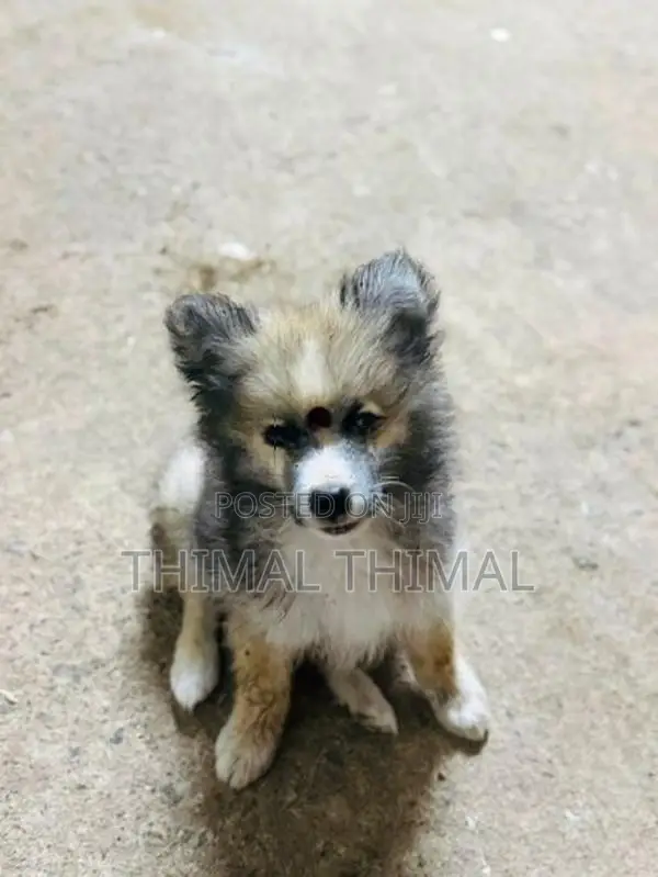 Lion Shepherd Mix Puppy