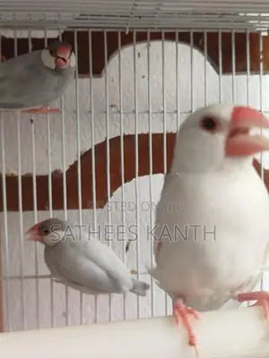 Jawa Birds