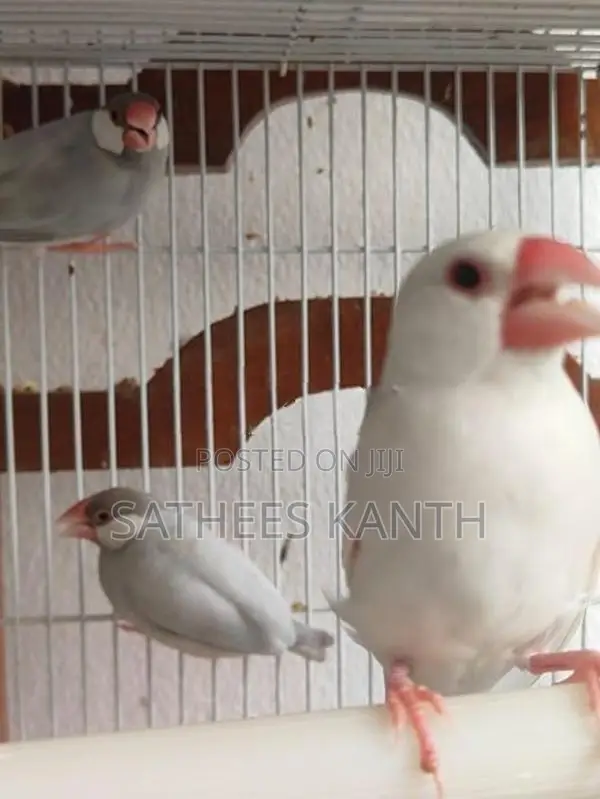 Jawa Birds