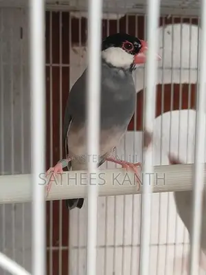 Jawa Birds