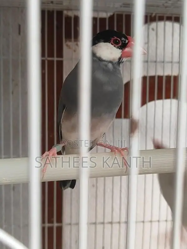 Jawa Birds