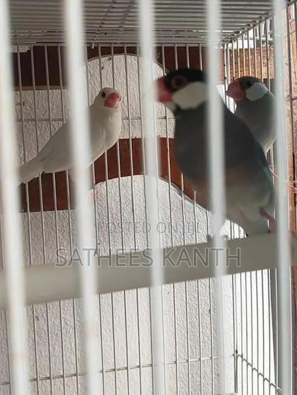 Jawa Birds
