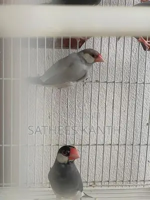Jawa Birds