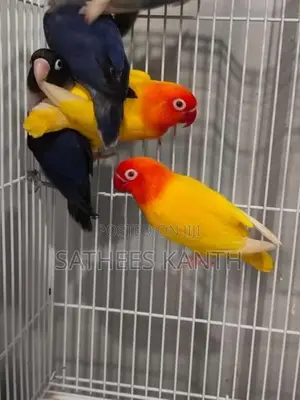 African Love Birds