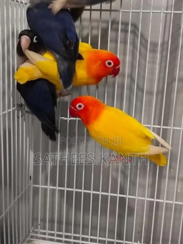 African Love Birds