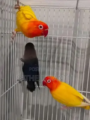 African Love Birds
