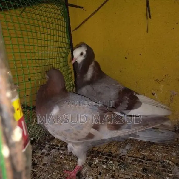 Pigeons