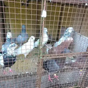 Pigeons